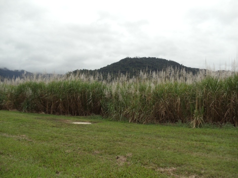 A sugarcane crop near Mossman Gorge